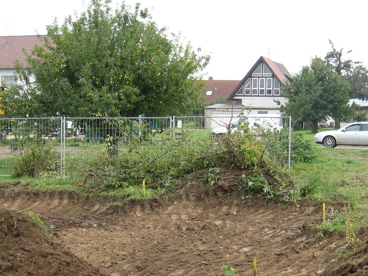 Umgelegter Zwetschgenbaum